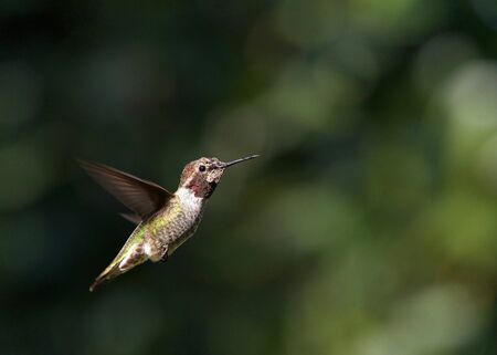 Anna's hummingbird in flight, wet after playing in water fountain taking a bath,  with trees in...