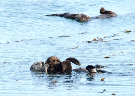 Mother Sea Otter with baby on stomach, grooming the baby. Females perform all tasks of feeding and...