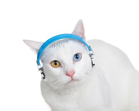 Portrait of a white cat with heterochromia, odd-eyes, wearing headphones looking at viewer, ears back with perturbed expression. Isolated on white. Animal antics portraying listening to music. の写真素材