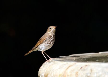 one wood thrush (Hylocichla mustelina) a North American passerine bird, perched on the side of a...