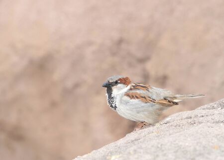 male house sparrow, a bird of the sparrow family Passeridae, found in most parts of the world, perched on rocks in the Arizona desert.の写真素材