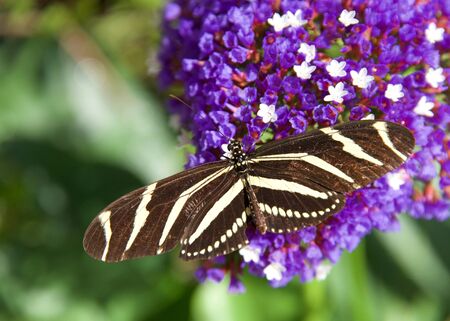 Zebra Long wing butterfly resting on purple and white flowers, top view