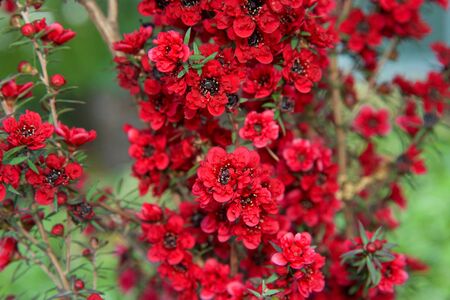Close up on vibrant red New Zealand tea tree flowers. A species of flowering plant in the myrtle family Myrtaceae, native to south east Australia and New Zealand.の写真素材