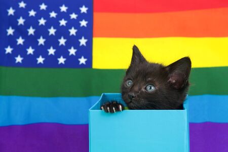 Tiny black kitten sitting in a light blue box looking up to viewers left, paws on side of box. Gay pride American flag in background. Copy space above and beside.の写真素材