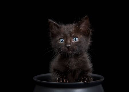Close up Tiny black kitten sitting in a black cauldron on black background, looking directly at viewer with light blue eyes. Animal antics fun Halloween theme.の写真素材