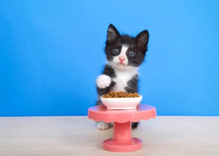 Small black and white tuxedo kitten sitting on a wood floor behind a small pedestal table with a tiny bowl of kitten bite sized food, one paw reaching up. Looking directly at viewer. Blue background.の写真素材