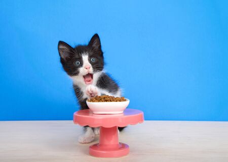 Small black and white tuxedo kitten sitting on a wood floor behind a small pedestal table with a tiny bowl of kitten bite sized food, one paw reaching up. Looking to viewers left with mouth open の写真素材