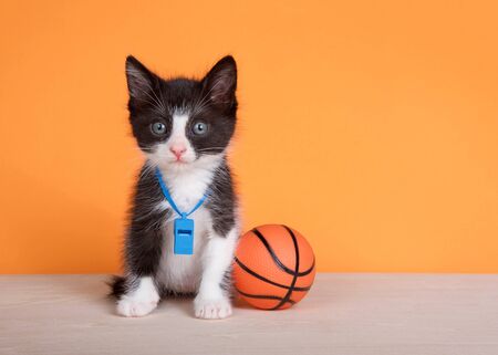 Tuxedo kitten sitting on a wood floor next to a kitty sized basketball wearing a blue whistle, looking directly at viewer. Orange background.の写真素材