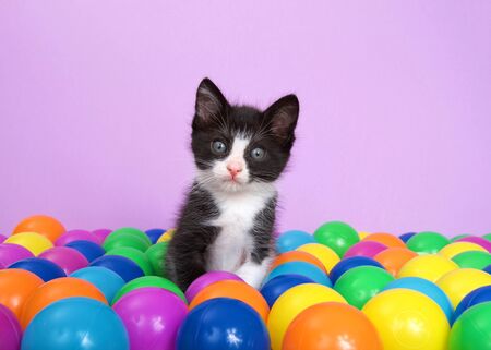 Tuxedo kitten sitting in a layer of colorful plastic ball pit balls looking directly at viewer, head tilted slightly to viewers left with curiosity. Purple background.の写真素材