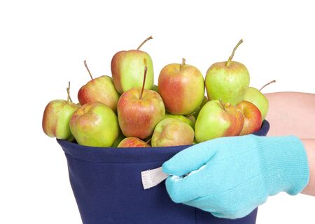 Close up on hands wearing gardening gloves holding cloth woven basket full of home grown half ripe apples, isolated on white. Home gardening, fresh fruit.の写真素材