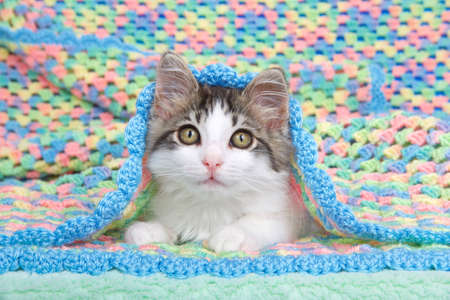 Portrait of a gray and white tabby kitten laying inside a handmade crochet multicolored baby blanket...