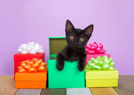 Adorable black kitten peaking out of a colorful birthday present surrounded by boxes with bows on an antique slated wood floor, multi colored and textured. Purple background with copy space.の写真素材