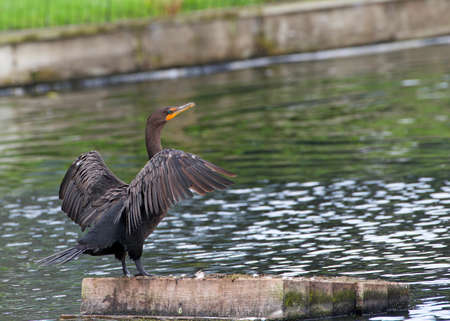one double crested cormorant resting on a wood float in the middle of a pond with wings extended drying.の写真素材