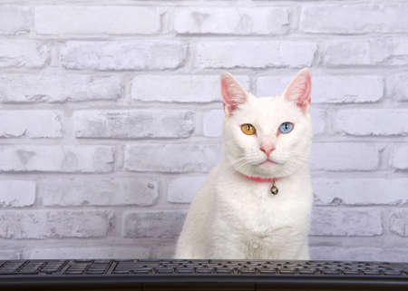white Khao mane cat wearing a pink collar with bell, sitting in front of a black computer keyboard...