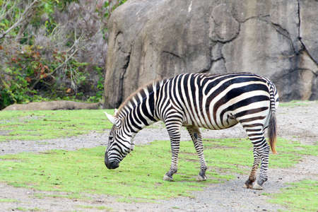 zebra grazing eating new growth of short green grass. Profile view with large rock in the background.の写真素材