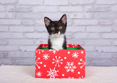 black and white tuxedo kitten sitting in a red Christmas present box with white snowflake design looking directly at viewer with curious expression. Light grey white brick wall background.の写真素材