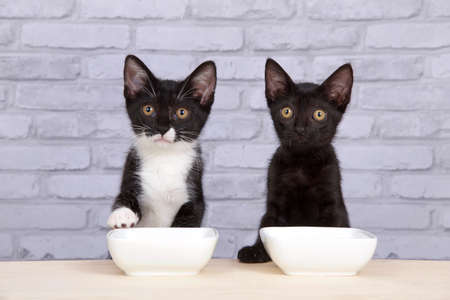 Two kittens, one black, one tuxedo black and white, sitting at a light wood table with white porcelain food bowls, looking at viewer with expectantly waiting expression. Paw on bowl and tableの写真素材