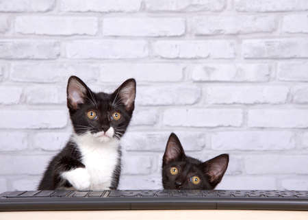 Two kittens, one black, one tuxedo black and white, sitting at a light wood table with a black computer keyboard looking towards viewer as if watching the monitor. Black kitten peaking over the edge.の写真素材
