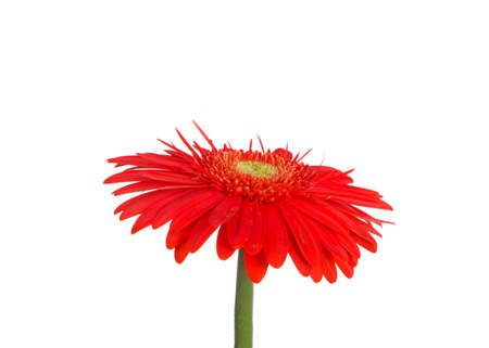 Close up of one reddish orange Gerbera Daisy, profile view. Isolated on white.の写真素材