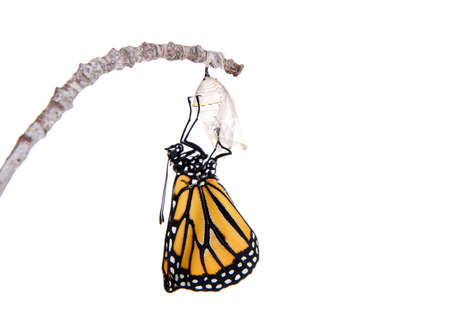 Close up of one Monarch Butterfly just emerged from chrysalis hanging on a small branch, wings bent from confinement.  Isolated on white.の写真素材