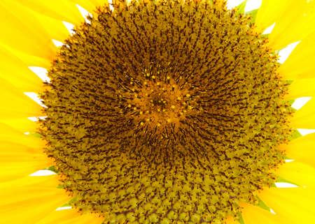 Close up of a giant sunflower, center of flower.の写真素材