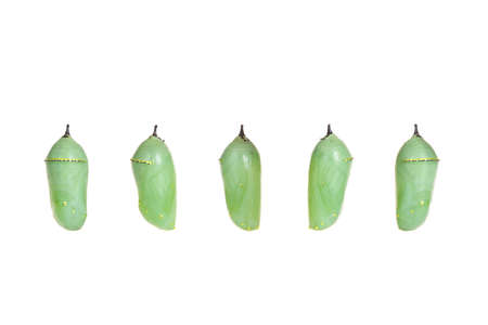 Close up of a monarch butterfly chrysalis one day after the caterpillar encloses in the chrysalis. isolated on white. Five views front and sides. Elegant construction design, beauty in nature.の写真素材