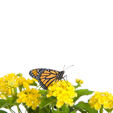 Close up of one Monarch Butterfly on yellow lantana flowers, profile view. Isolated on white.の写真素材