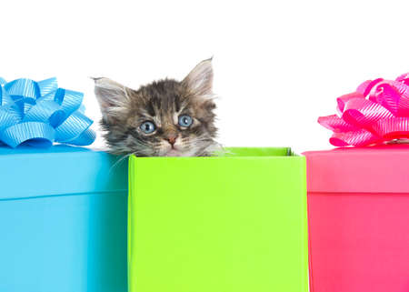 Adorable little gray and white kitten peaking out of a green birthday present looking directly at viewer. Pink and blue presents with bows behind. Isolated on white.の写真素材