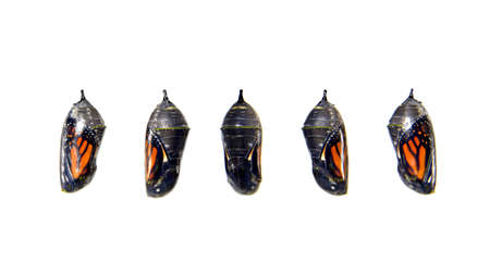 Monarch butterfly chrysalis, transparent with five different angles showing the butterfly inside. Isolated on white. The monarch butterfly or simply monarch, Danaus plexippus, is a milkweed butterfly.の写真素材