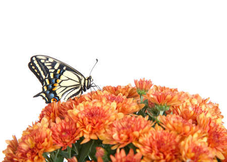Profile view of one Old World, or Yellow Swallowtail butterfly perched on orange mums flowers, isolated on white.の写真素材