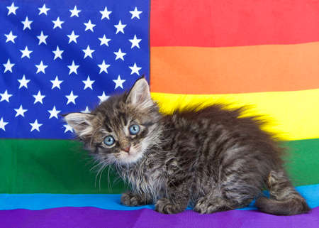 Adorable little kitten sitting comically on a rainbow colored Gay Pride American flag, looking slightly down to viewers right.の写真素材