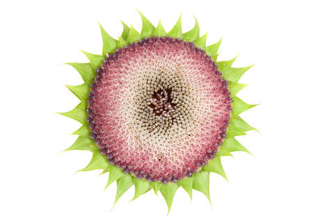 Close up of the center of a giant sunflower, minus the petals and flower removed revealing sunflower seeds underneath. Popular snack food.  Isolated on white.の写真素材
