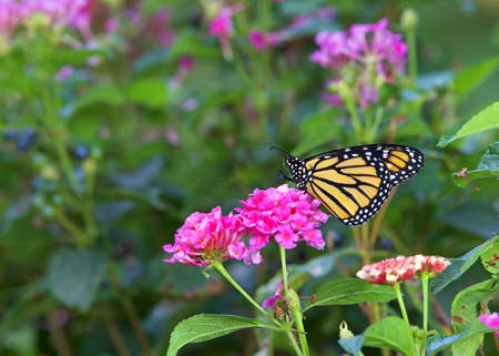 Close up profile view of one Monarch butterfly sitting on pink lantana flowers.の写真素材