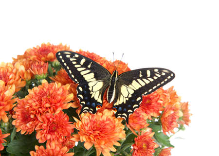 Top view of one Old World, or Yellow Swallowtail butterfly with wings wide open on top of orange mums flowers, isolated on white.の写真素材