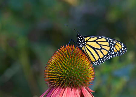 Monarch butterfly on pastel colored coneflower in flower garden.の写真素材