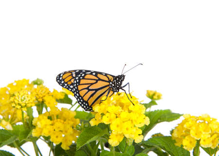 Close up of one Monarch Butterfly on yellow lantana flowers, profile view. Isolated on white.の写真素材
