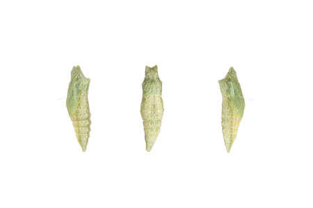 Close up of a black swallowtail butterfly chrysalis,  newly formed still drying. Isolated on white.の写真素材
