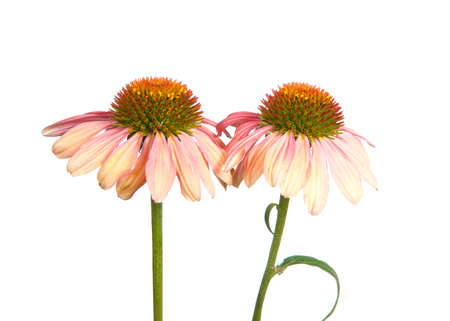 Two Cheyenne spirit variety coneflowers, echinacea, isolated on white. A herbaceous flowering plant in the daisy family.の写真素材