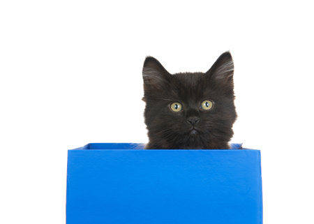 Black kitten sitting in a blue box looking at viewer isolated on whiteの写真素材