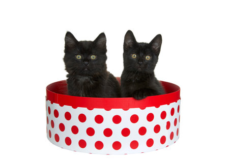 Two adorable black kittens sitting in a round white box with red polka dots, one with paw on side of box looking directly at viewer. Pink background. Fun animal anticsの写真素材