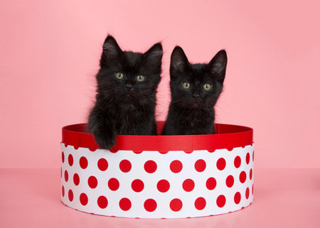 Two adorable black kittens sitting in a round white box with red polka dots, one with paw on side of box looking directly at viewer. Pink background. Fun animal anticsの写真素材