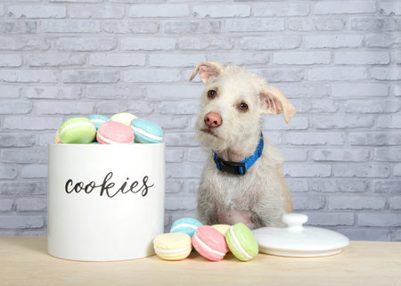 Adorable terrier puppy sitting at a light wood table with over flowing cookie jar, macaron cookies and jar lid on table. Light grey brick wall background. Dogs head tilted curiously looking at viewer.の写真素材