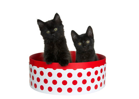 Two adorable black kittens sitting in a round white box with red polka dots, one with paw on side of box head stilted curiously looking directly at viewer. Isolated on white. Fun animal anticsの写真素材