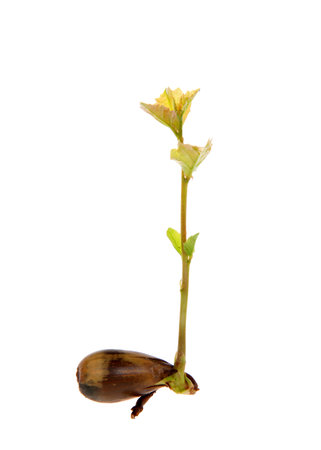 Oak tree saplings recently sprouted from seed, seed still attached splitting open as roots form. Acorn seed with tree sprouting isolated on white.の写真素材