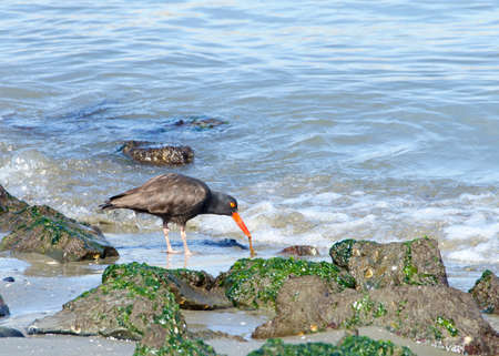 oystercatcher pulling food from sand on a rocky beach. A conspicuous black bird found on the shoreline of western North America, the black oystercatcher is a species of high conservation concern.の写真素材
