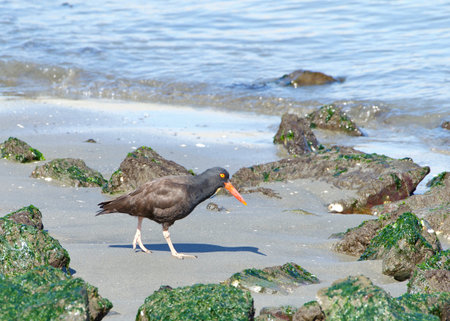 oystercatcher walking on a rocky beach. A conspicuous black bird found on the shoreline of western North America, the black oystercatcher is a species of high conservation concern.の写真素材