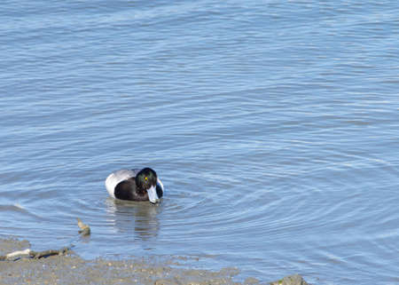One male diving duck, commonly called pochards or scaups, aggressively searching for food just below the surface of an estuary.の写真素材