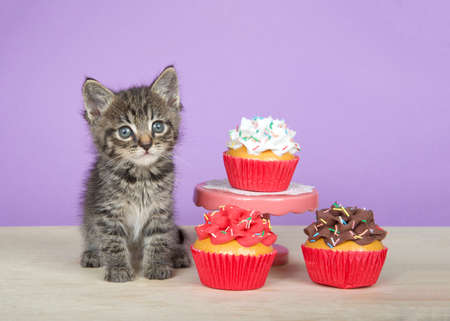 Close up portrait of one adorable tabby kitten sitting on a light wood floor next to pink pedestal with vanilla frosted cupcake. Light Lavender Purple background.の写真素材