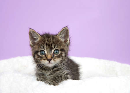 Adorable black and tan and brownbaby tabby kitten on a sheep skin blanket looking at viewer. Purple background with copy space.の写真素材