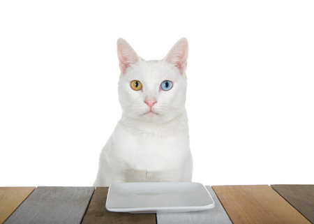 White kitten with heterochromia, or odd-eyed one yellow one blue sitting at a patterned wood table with a square white plate looking directly at viewer. Isolated on whiteの写真素材